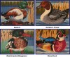 Just_Ducky_4dfd60a13ff17.jpg