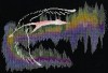 Northern_Lights_511f085b6218a.jpg